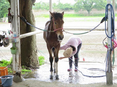馬が気持ちいいときの顔