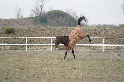 はしゃぐ馬