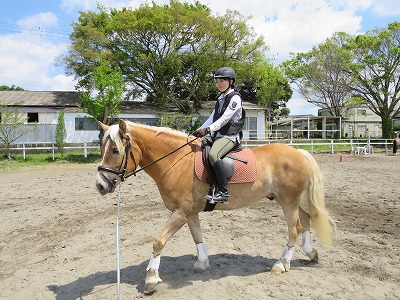 馬と仲良くなる馬術を極める