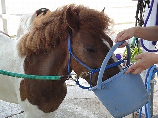 乗馬は健康から