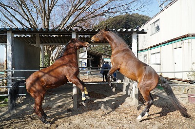 これが本来の馬
