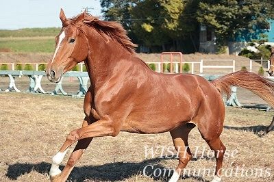 馬の疾走