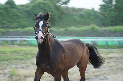 幸せな馬が幸せな乗馬をくれる