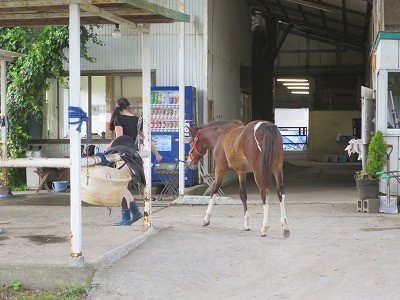 新馬調教　馬の信用にこたえる