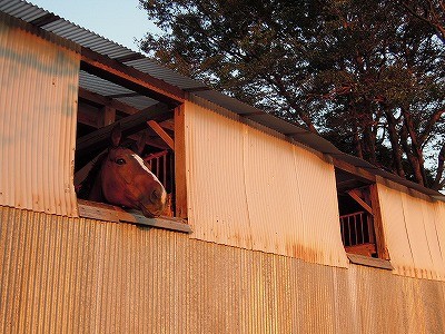 乗馬クラブの夕焼け