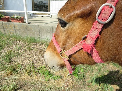 子馬とお散歩乗馬