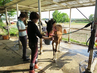 新馬調教　どの馬にも通用するやり方を覚えること