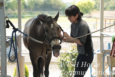 光の乗馬