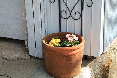 乗馬クラブに新しい花を植えました