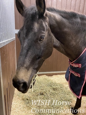 全日本馬場馬術大会