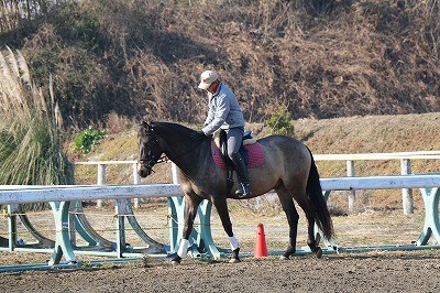 馬と話がしたい