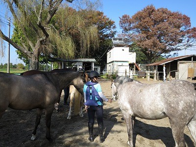 馬との話し方教えます