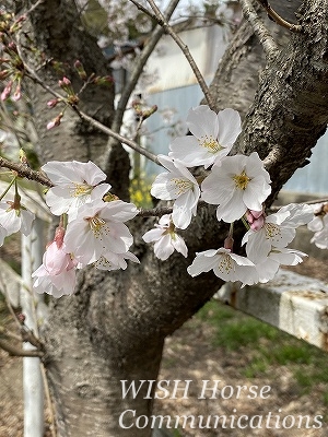 お花見乗馬