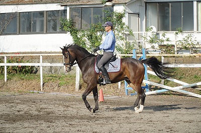 収縮速歩の調教