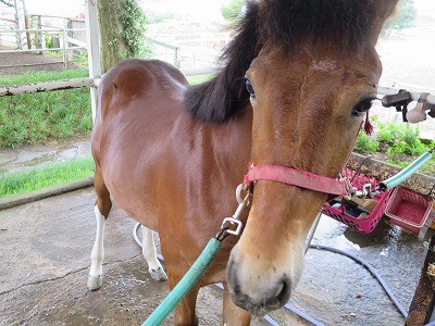 新馬調教　とは馬の健康作り、気持ち作り、頭作り
