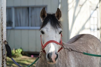 想いを汲んでくれる馬