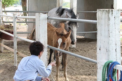 馬とのコミュニケーションを体験