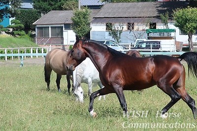 健康でよく調教された馬をパートナーに！