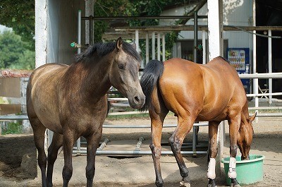 感じる体験乗馬