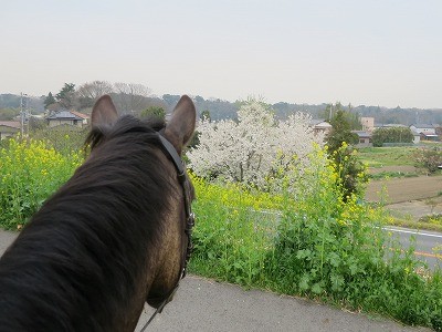 馬とお花見