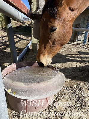 馬と氷