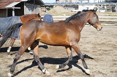 馬をのびのび育てる