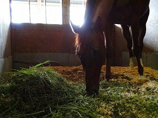 楽しい乗馬は幸せな馬に乗るのが大切