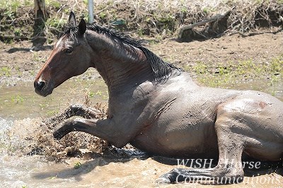 気持ちいい乗馬