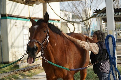 上手な馬の手入れ