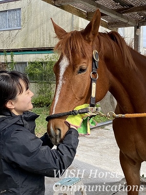 馬と一緒にしたいこと