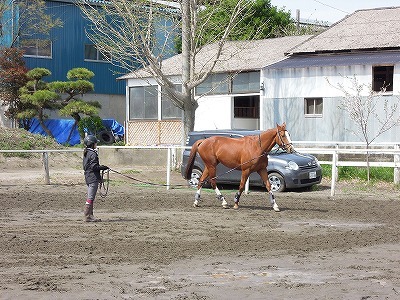 馬とダンス