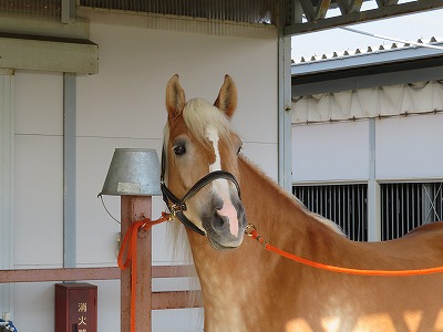 世界に一頭だけの馬