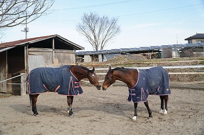 馬はほんとはとっても表情豊かだよ