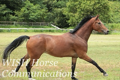 駆ける馬