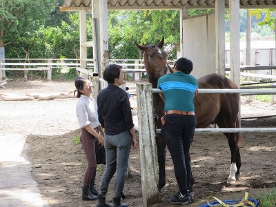 幸せな馬の様子