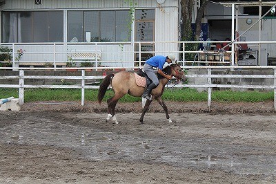 馬を水に馴致する