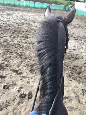 背中を許していない馬