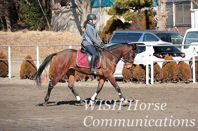 重い馬を軽くする