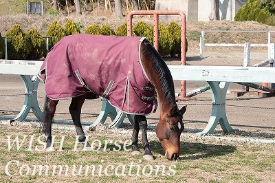 自然な馬