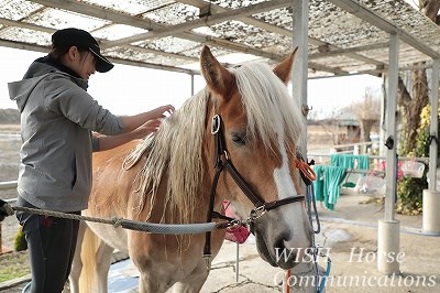 馬にちゃんと感謝できるかが大切です