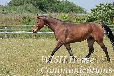 気持ちのいい馬