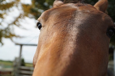 愛情のある馬