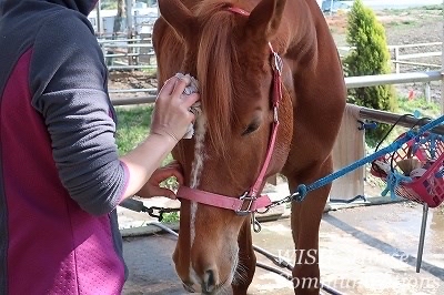 馬が甘えてくれる乗馬