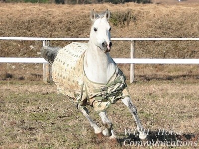 馬も健康が第一