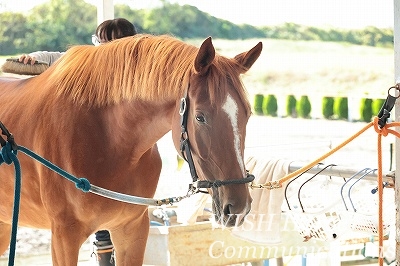 馬が教えてくれる乗馬