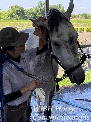 馬が甘えてくる乗馬