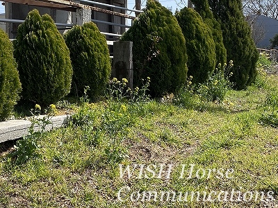 コニファーと菜の花