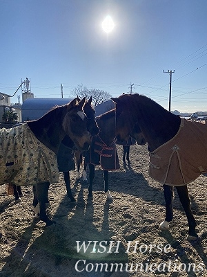 ウィッシュの馬たち