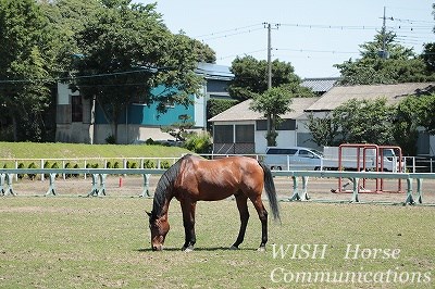 乗馬の毛艶