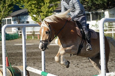 乗馬調教方法